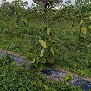 Paulownia en France - 20 October 2025