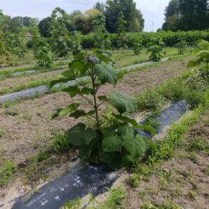Paulownia en France - 7 September 2025