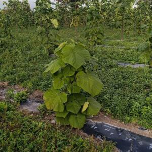 Paulownia en France - 20 October 2025