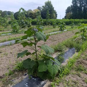 Paulownia en France - 7 September 2025
