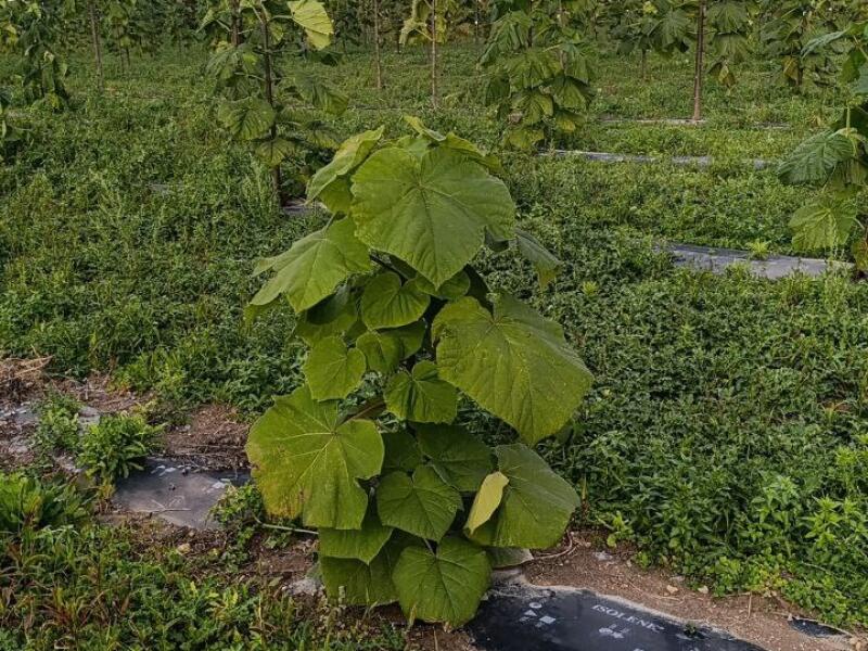 Paulownia en France