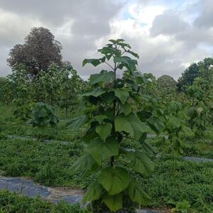 Paulownia en France - 20 October 2025