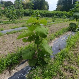 Paulownia en France - 7 September 2025