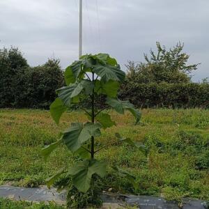 Paulownia en France - 19 October 2025