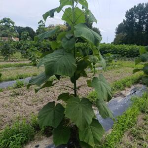 Paulownia en France - 7 September 2025