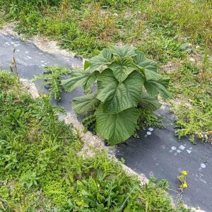Paulownia en France - 19 October 2025