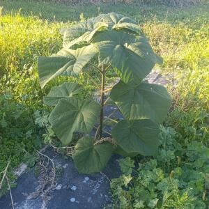 Paulownia en France - 17 October 2025