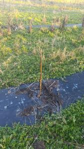 Paulownia en France - 4 January 2026