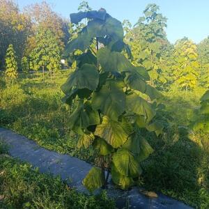Paulownia en France - 17 October 2025
