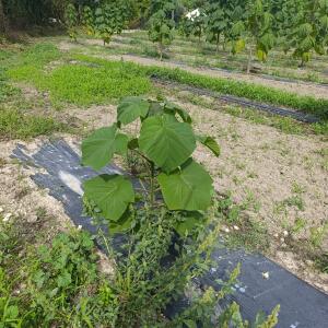 Paulownia en France - 7 September 2025