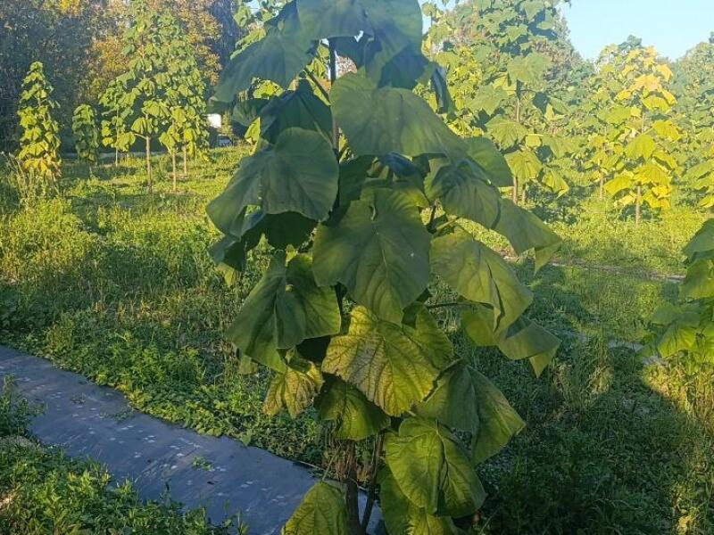 Paulownia en France
