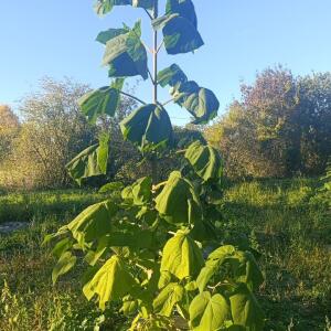 Paulownia en France - 17 October 2025