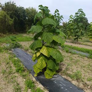 Paulownia en France - 7 September 2025