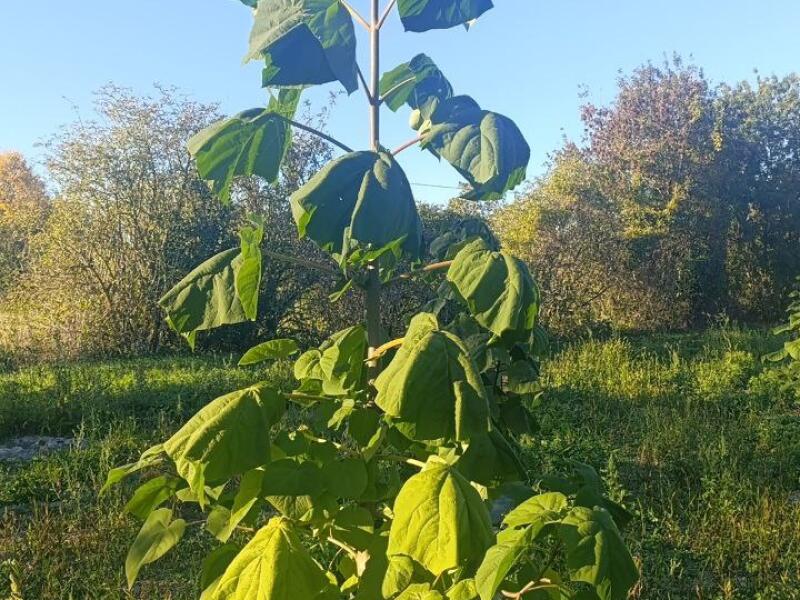 Paulownia en France