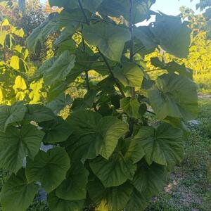 Paulownia en France - 17 October 2025