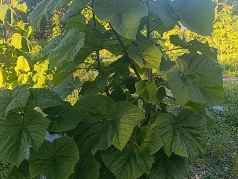 Paulownia en France