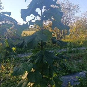 Paulownia en France - 17 October 2025