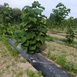 Paulownia en France - 7 September 2025