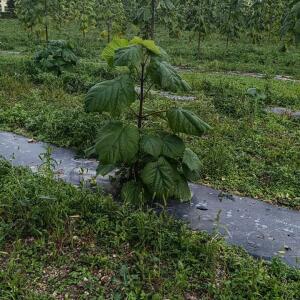 Paulownia en France - 20 October 2025