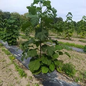 Paulownia en France - 7 September 2025