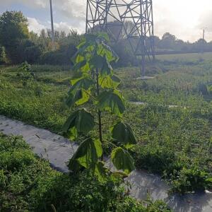 Paulownia en France - 20 October 2025