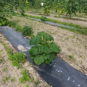 Paulownia en France - 7 September 2025