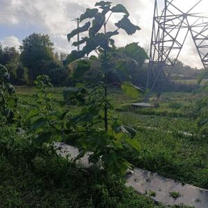 Paulownia en France - 20 October 2025