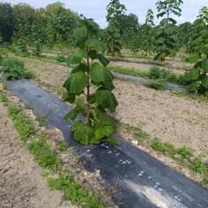 Paulownia en France - 7 September 2025