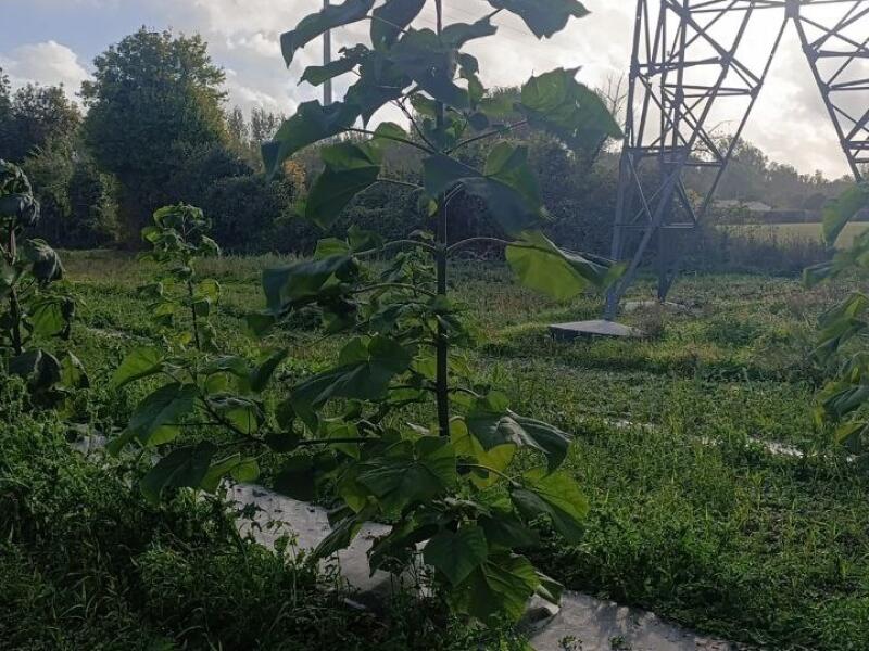 Paulownia en France
