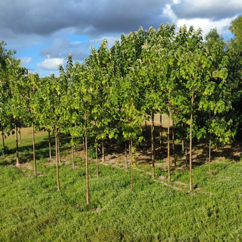 Small first plantation