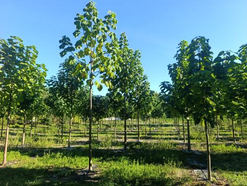 Paulownia en France